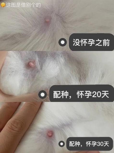 怎么确定猫咪是否怀孕，怎么确定猫咪是否怀孕？-第2张图片-后鲨宠物
