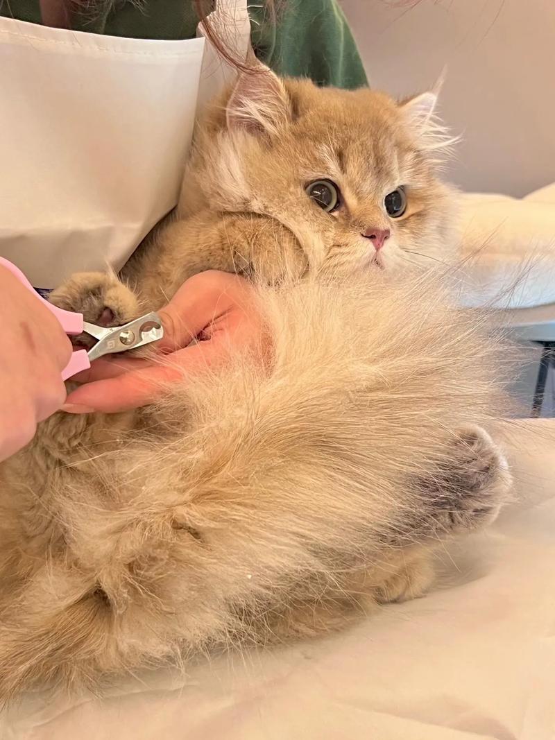 小猫咪可以剪指甲吗,小猫能剪手指甲吗?-第2张图片-后鲨宠物 小猫咪可以剪指甲吗,小猫能剪手指甲吗?-第2张图片-后鲨宠物