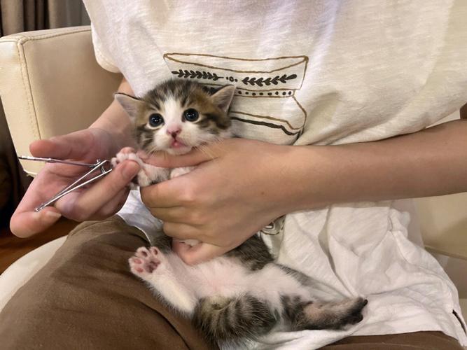 小猫咪可以剪指甲吗,小猫能剪手指甲吗?-第4张图片-后鲨宠物 小猫咪可以剪指甲吗,小猫能剪手指甲吗?-第4张图片-后鲨宠物