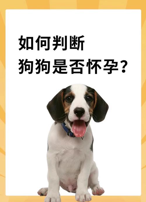 狗狗怀孕什么症状,狗狗怀孕的症状是什么样的-第3张图片-后鲨宠物 狗狗怀孕什么症状,狗狗怀孕的症状是什么样的-第3张图片-后鲨宠物