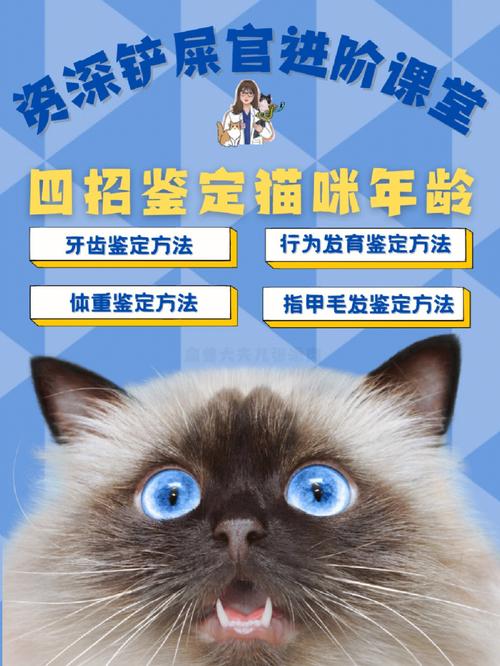 怎么判断猫咪的年龄，怎么判断猫咪的年龄大小？-第4张图片-后鲨宠物