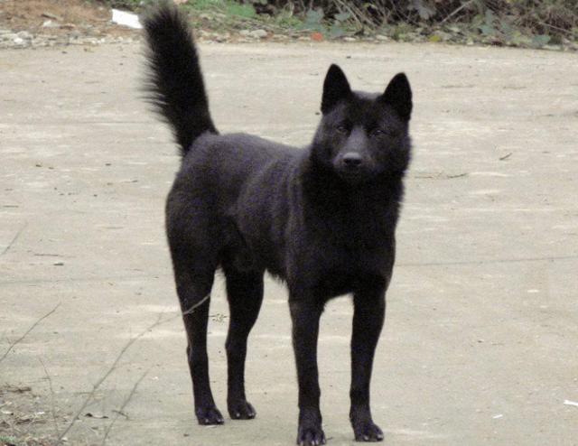 黑色狗狗好听顺口名字,黑狗取名字霸气又招财?-第2张图片-后鲨宠物 黑色狗狗好听顺口名字,黑狗取名字霸气又招财?-第2张图片-后鲨宠物