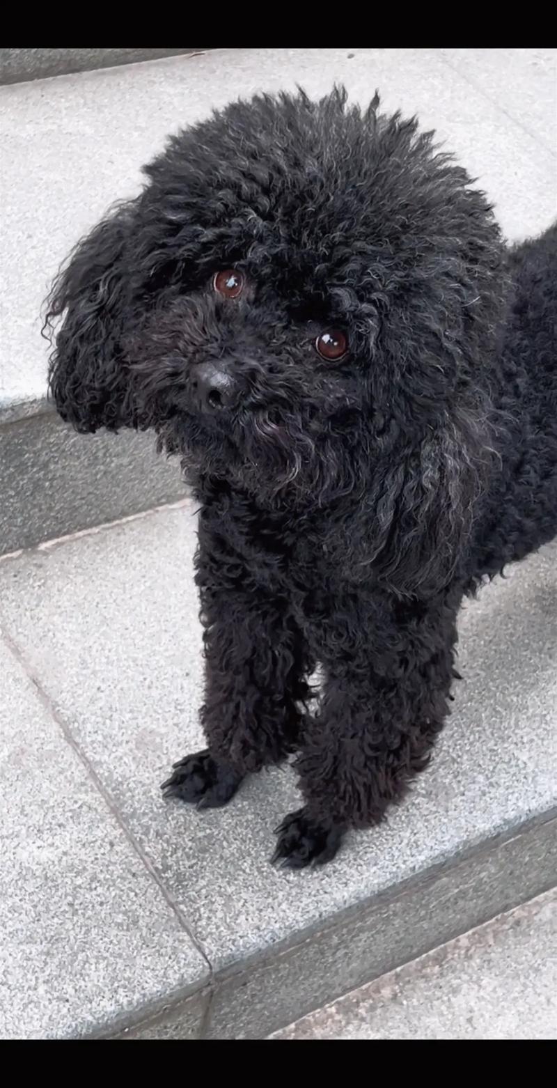 黑色狗狗好听顺口名字,黑狗取名字霸气又招财?-第4张图片-后鲨宠物 黑色狗狗好听顺口名字,黑狗取名字霸气又招财?-第4张图片-后鲨宠物