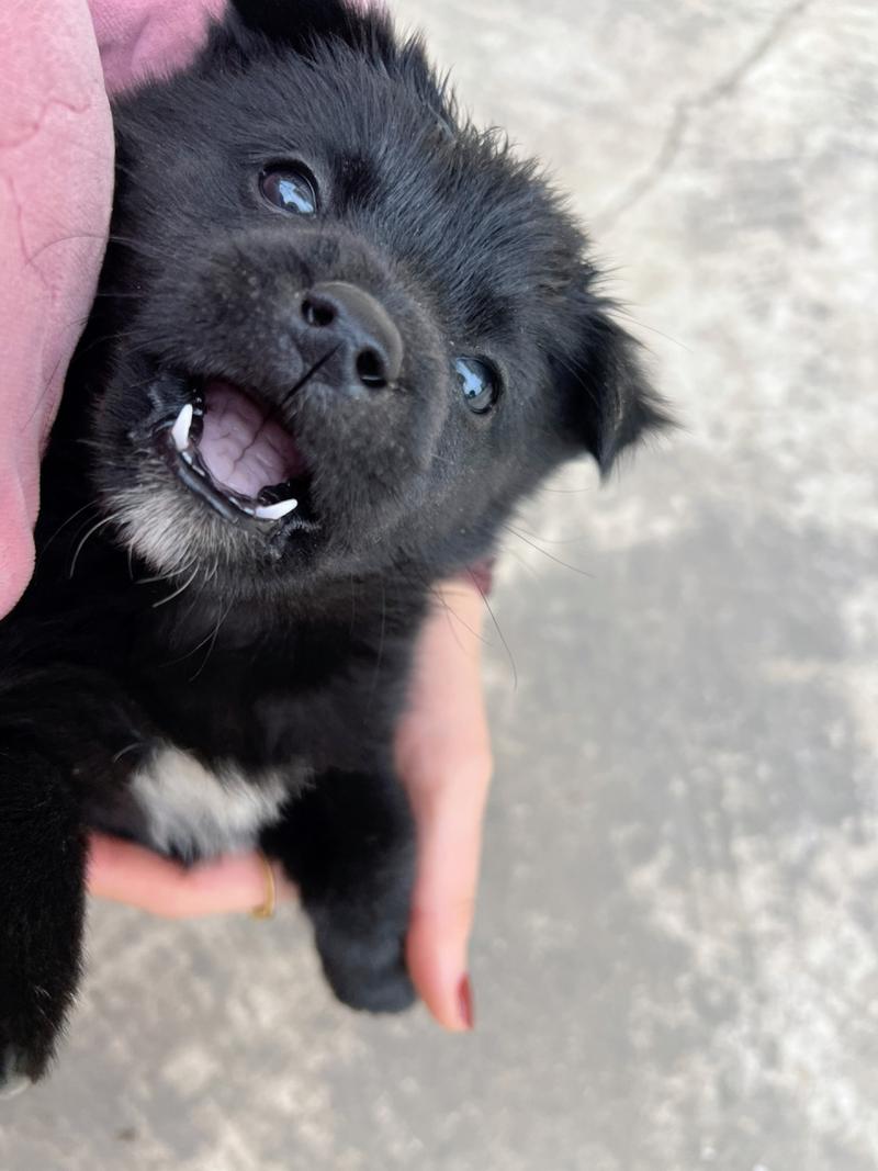 黑色狗狗好听顺口名字,黑狗取名字霸气又招财?-第5张图片-后鲨宠物 黑色狗狗好听顺口名字,黑狗取名字霸气又招财?-第5张图片-后鲨宠物