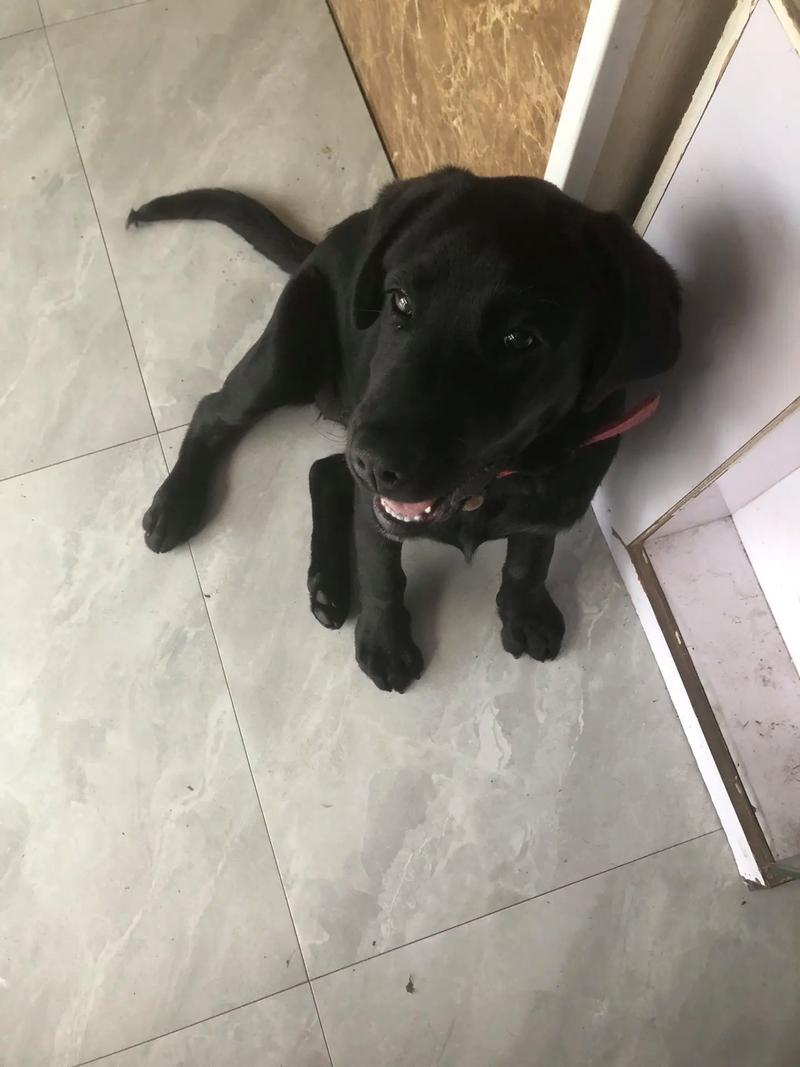 黑色狗狗好听顺口名字,黑狗取名字霸气又招财?-第6张图片-后鲨宠物 黑色狗狗好听顺口名字,黑狗取名字霸气又招财?-第6张图片-后鲨宠物