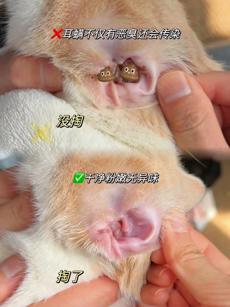  猫咪为什么会有耳螨，猫咪耳螨用什么药比较好