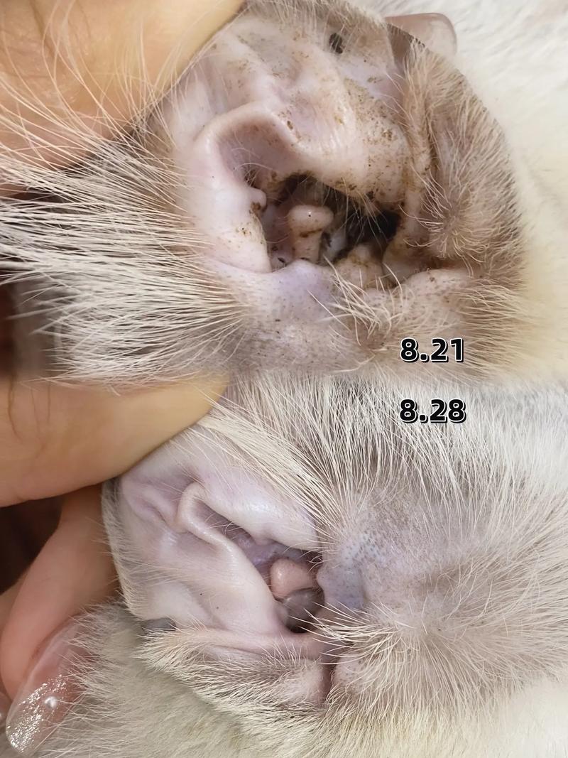 猫咪为什么会有耳螨,猫咪耳螨用什么药比较好-第3张图片-后鲨宠物 猫咪为什么会有耳螨,猫咪耳螨用什么药比较好-第3张图片-后鲨宠物