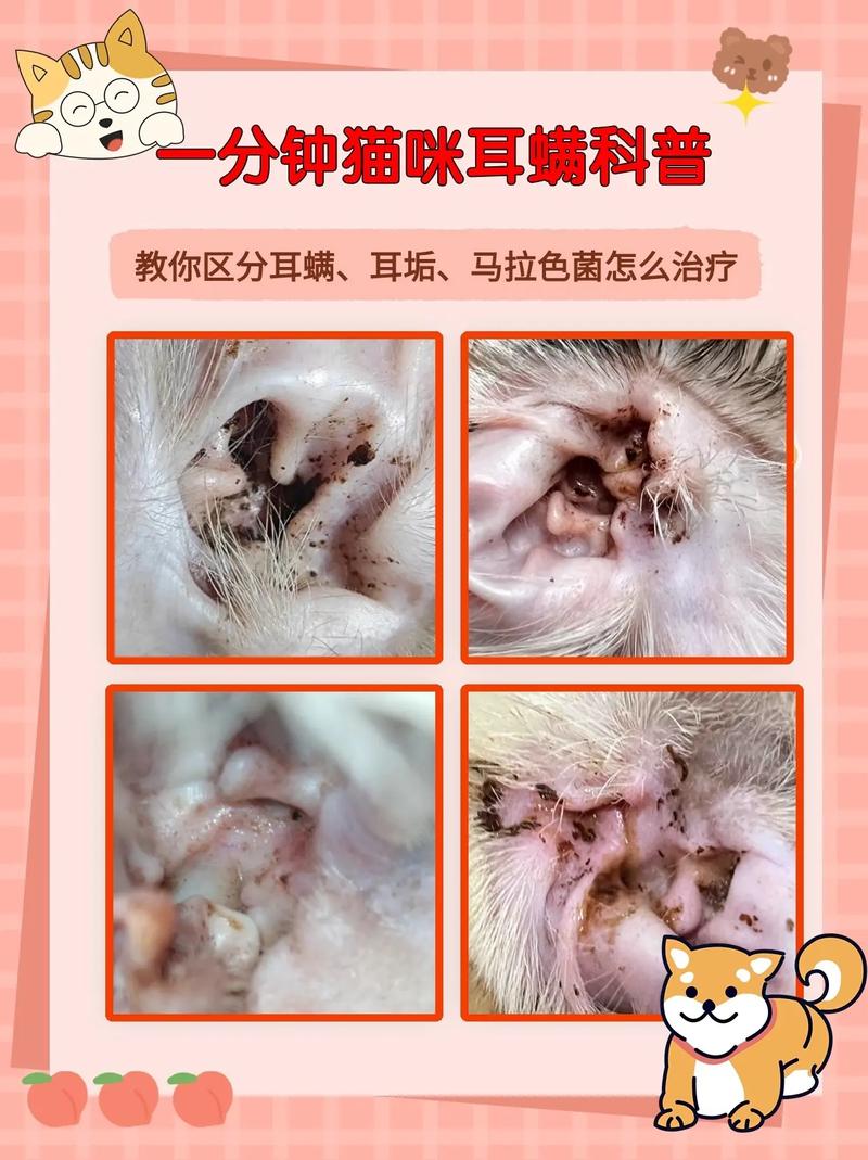 猫咪为什么会有耳螨,猫咪耳螨用什么药比较好-第5张图片-后鲨宠物 猫咪为什么会有耳螨,猫咪耳螨用什么药比较好-第5张图片-后鲨宠物