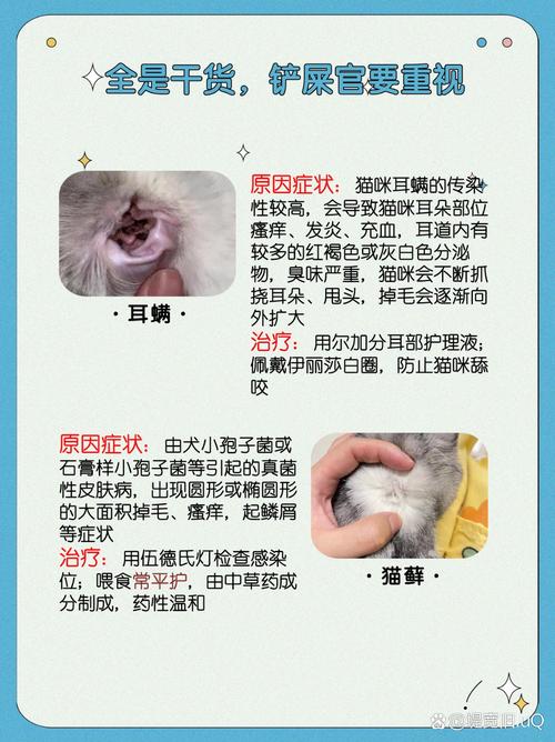 猫咪为什么会有耳螨,猫咪耳螨用什么药比较好-第6张图片-后鲨宠物 猫咪为什么会有耳螨,猫咪耳螨用什么药比较好-第6张图片-后鲨宠物