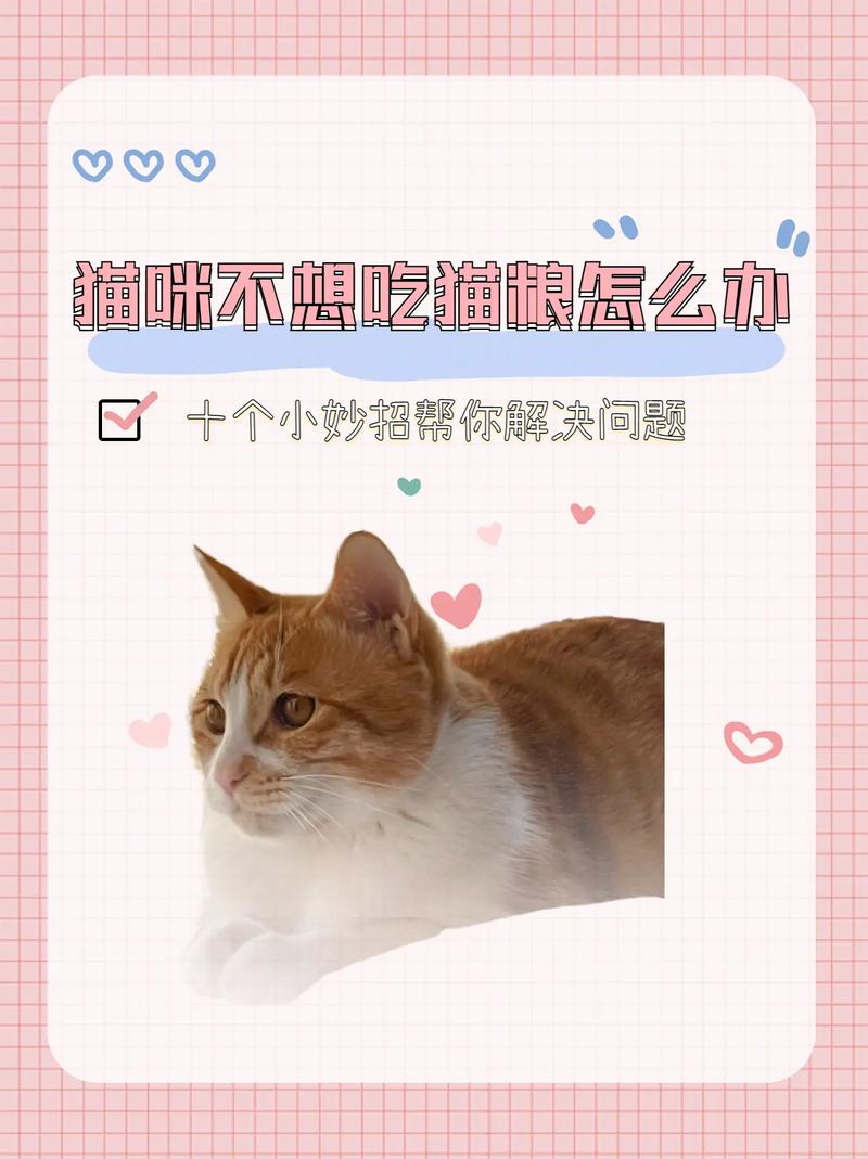 猫咪不吃猫粮怎么办_猫咪不吃猫粮怎么办 小