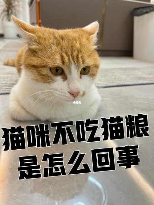 猫咪不吃猫粮怎么办_猫咪不吃猫粮怎么办 小-第5张图片-后鲨宠物 猫咪不吃猫粮怎么办_猫咪不吃猫粮怎么办 小-第5张图片-后鲨宠物