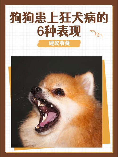 狗狗脾气大怎么办,狗狗脾气暴躁怎么办?-第4张图片-后鲨宠物 狗狗脾气大怎么办,狗狗脾气暴躁怎么办?-第4张图片-后鲨宠物