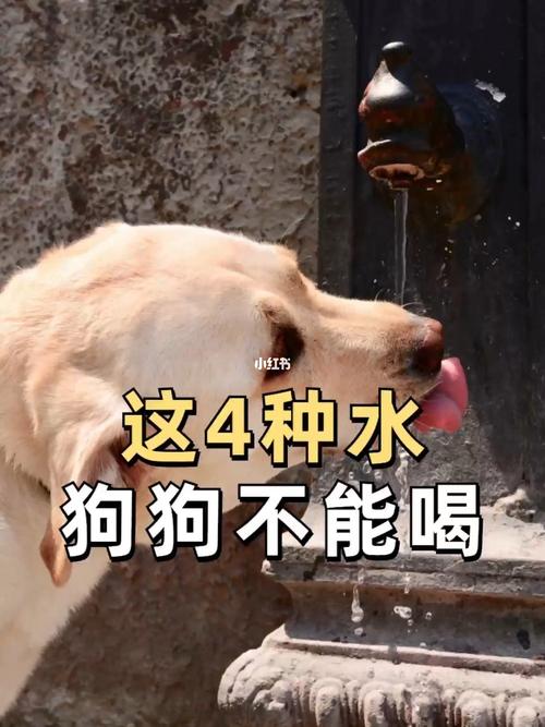 狗狗可以吃银耳吗,狗狗可以吃银耳羹吗-第2张图片-后鲨宠物 狗狗可以吃银耳吗,狗狗可以吃银耳羹吗-第2张图片-后鲨宠物