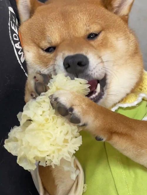 狗狗可以吃银耳吗,狗狗可以吃银耳羹吗-第5张图片-后鲨宠物 狗狗可以吃银耳吗,狗狗可以吃银耳羹吗-第5张图片-后鲨宠物