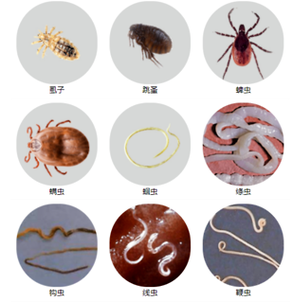 猫咪身上的寄生虫,猫咪身上的寄生虫怎么去除?-第2张图片-后鲨宠物 猫咪身上的寄生虫,猫咪身上的寄生虫怎么去除?-第2张图片-后鲨宠物