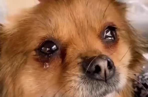 狗狗老是流泪怎么回事,狗狗总流泪是什么原因-第3张图片-后鲨宠物 狗狗老是流泪怎么回事,狗狗总流泪是什么原因-第3张图片-后鲨宠物