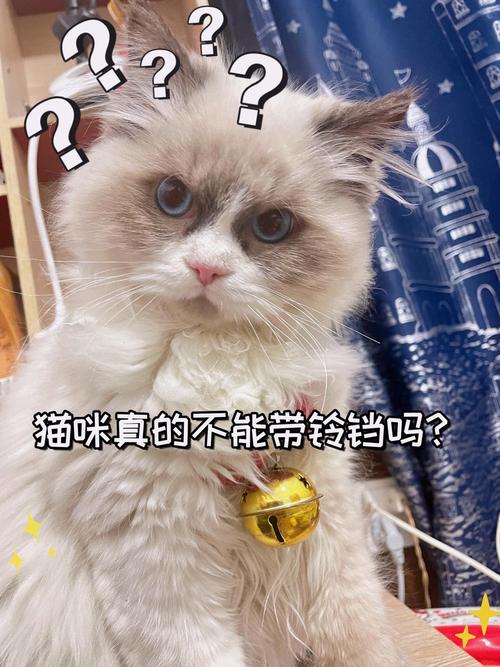 猫咪戴铃铛好吗，给猫猫戴铃铛