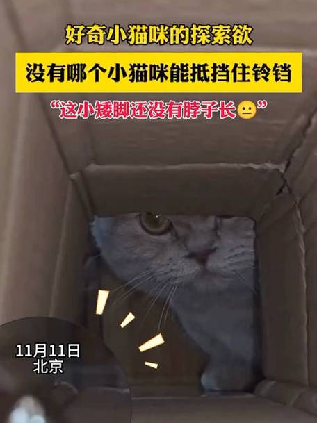 猫咪戴铃铛好吗,给猫猫戴铃铛-第2张图片-后鲨宠物 猫咪戴铃铛好吗,给猫猫戴铃铛-第2张图片-后鲨宠物