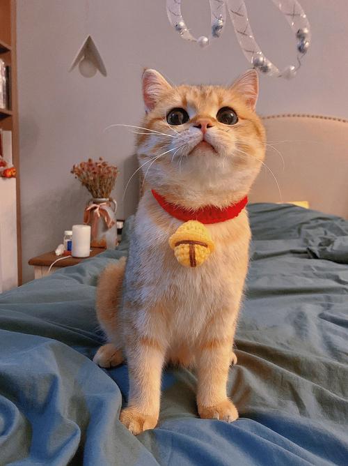 猫咪戴铃铛好吗,给猫猫戴铃铛-第4张图片-后鲨宠物 猫咪戴铃铛好吗,给猫猫戴铃铛-第4张图片-后鲨宠物