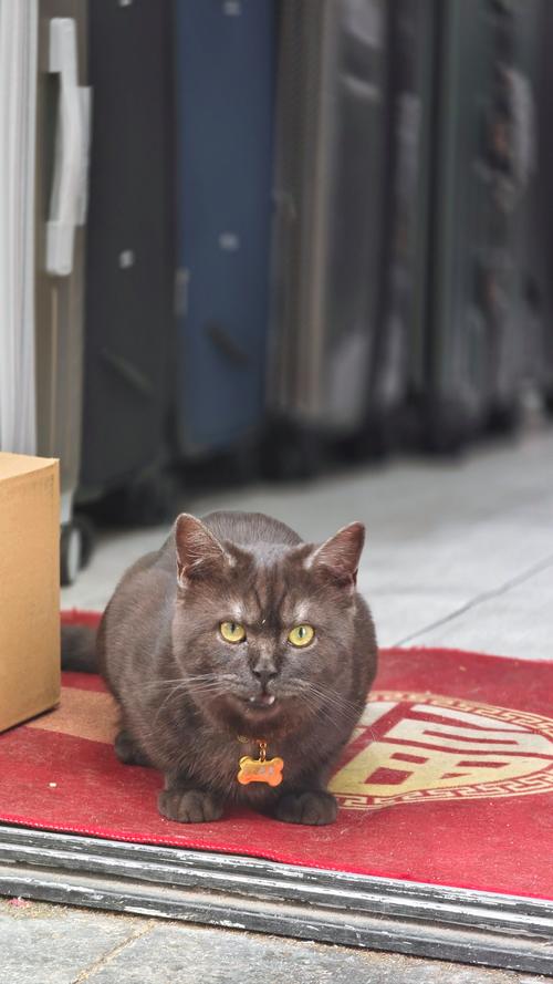 猫咪戴铃铛好吗,给猫猫戴铃铛-第5张图片-后鲨宠物 猫咪戴铃铛好吗,给猫猫戴铃铛-第5张图片-后鲨宠物