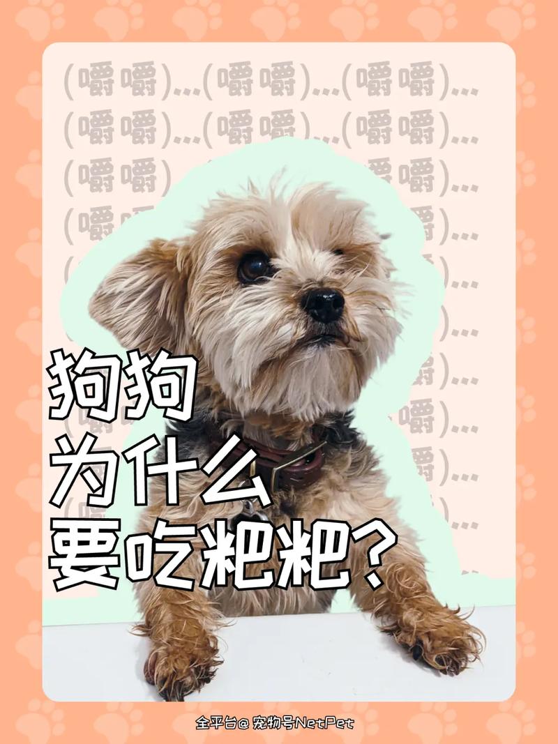 狗狗可以吃槟榔吗，狗狗能吃槟榔渣吗？-第2张图片-后鲨宠物