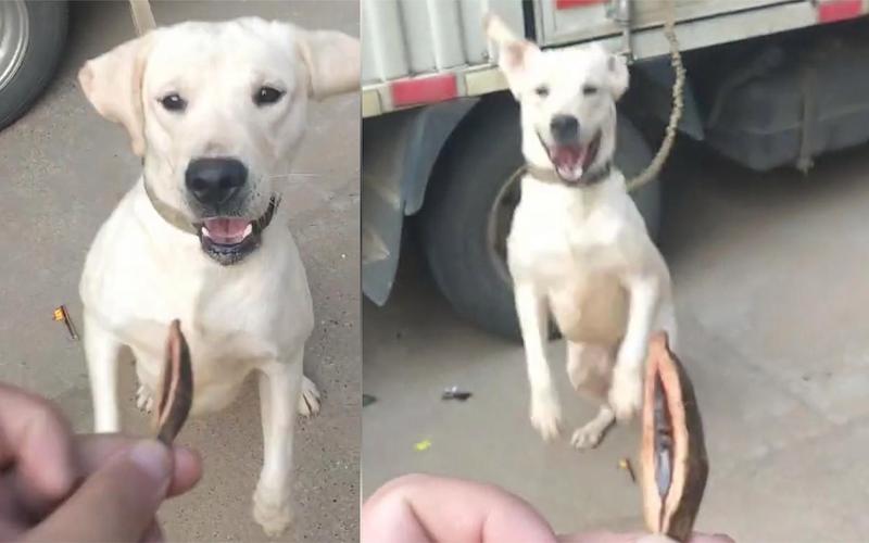 狗狗可以吃槟榔吗，狗狗能吃槟榔渣吗？-第3张图片-后鲨宠物