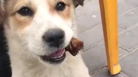 狗狗可以吃槟榔吗，狗狗能吃槟榔渣吗？-第5张图片-后鲨宠物