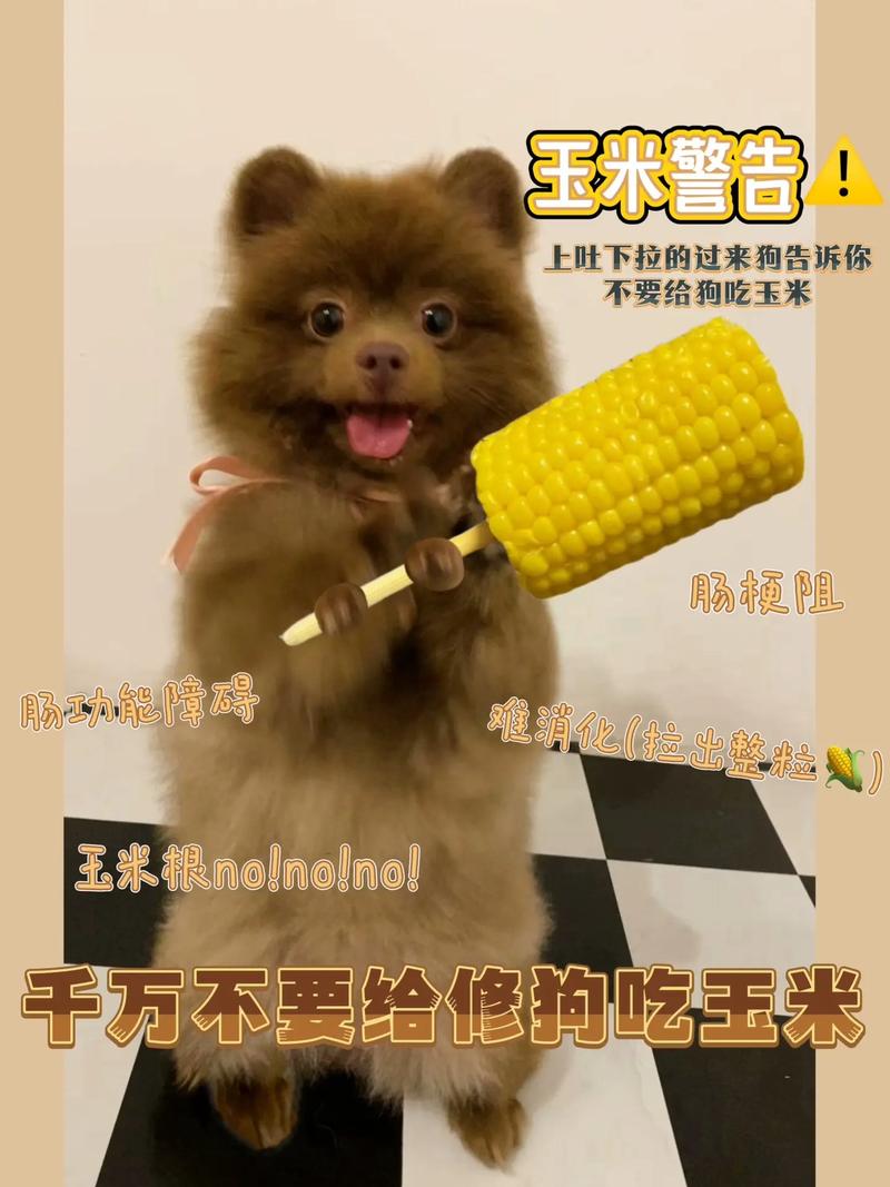 狗狗能吃玉米吗_狗狗吃玉米吗?-第5张图片-后鲨宠物 狗狗能吃玉米吗_狗狗吃玉米吗?-第5张图片-后鲨宠物