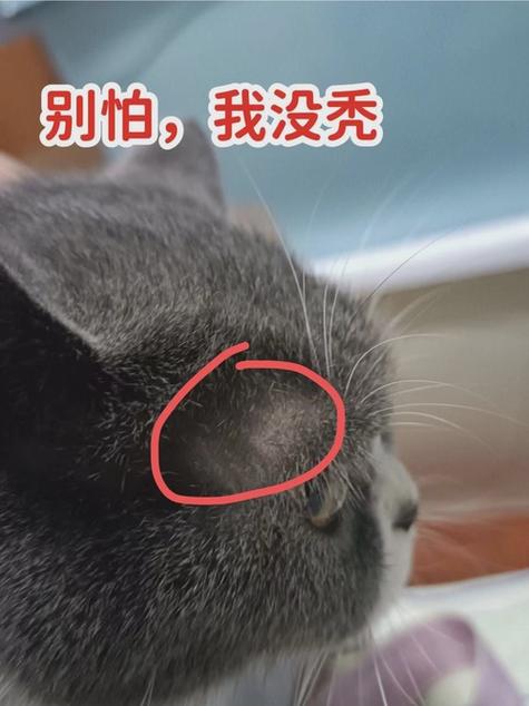 猫咪脱了一撮毛但无癣_猫咪脱了一撮毛但无癣白色肉-第1张图片-后鲨宠物 猫咪脱了一撮毛但无癣_猫咪脱了一撮毛但无癣白色肉-第1张图片-后鲨宠物
