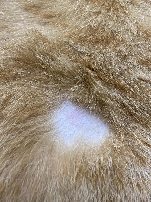 猫咪脱了一撮毛但无癣_猫咪脱了一撮毛但无癣白色肉-第3张图片-后鲨宠物 猫咪脱了一撮毛但无癣_猫咪脱了一撮毛但无癣白色肉-第3张图片-后鲨宠物