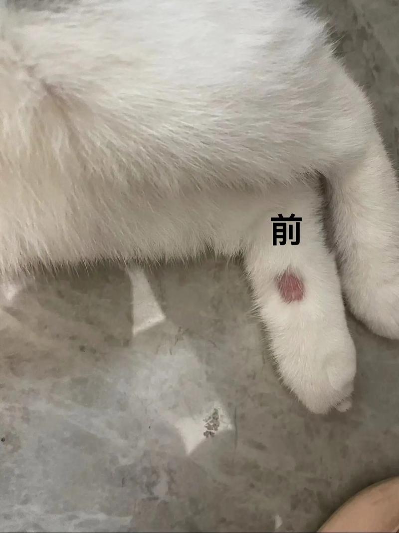 猫咪脱了一撮毛但无癣_猫咪脱了一撮毛但无癣白色肉-第5张图片-后鲨宠物 猫咪脱了一撮毛但无癣_猫咪脱了一撮毛但无癣白色肉-第5张图片-后鲨宠物