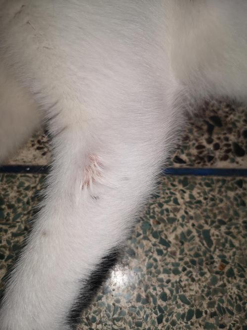 猫咪脱了一撮毛但无癣_猫咪脱了一撮毛但无癣白色肉-第4张图片-后鲨宠物 猫咪脱了一撮毛但无癣_猫咪脱了一撮毛但无癣白色肉-第4张图片-后鲨宠物
