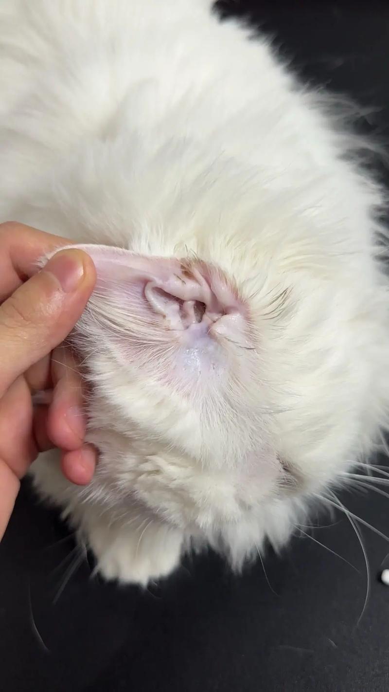  猫咪老是甩头怎么回事，猫猫为什么老甩头