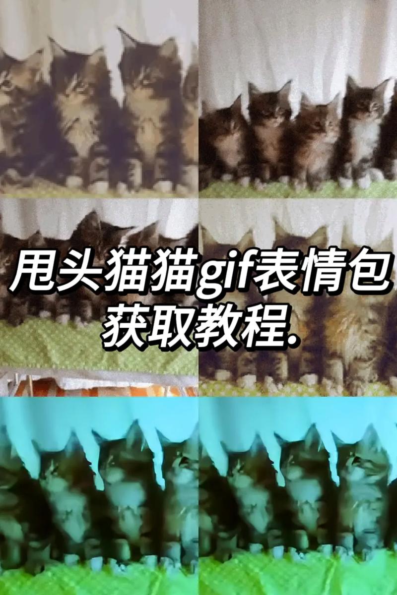 猫咪老是甩头怎么回事,猫猫为什么老甩头-第3张图片-后鲨宠物 猫咪老是甩头怎么回事,猫猫为什么老甩头-第3张图片-后鲨宠物