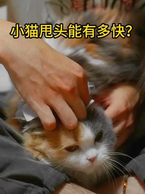 猫咪老是甩头怎么回事,猫猫为什么老甩头-第2张图片-后鲨宠物 猫咪老是甩头怎么回事,猫猫为什么老甩头-第2张图片-后鲨宠物