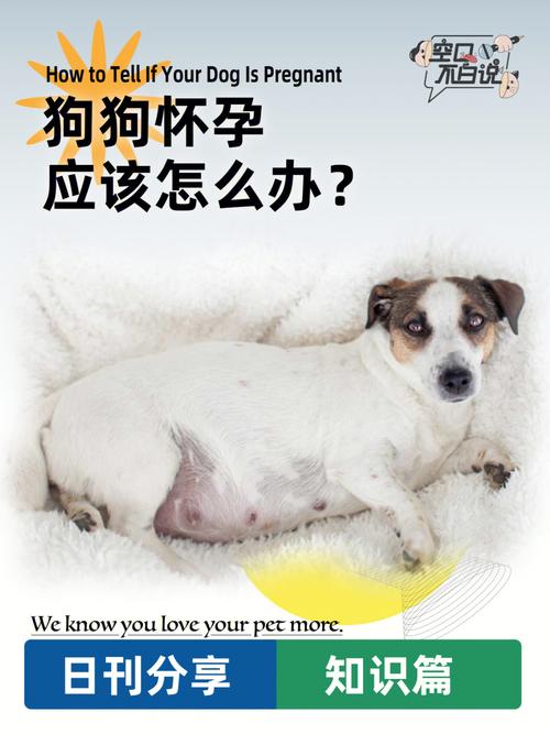 狗狗怀孕的征兆,狗狗怀孕征兆有哪些表现-第3张图片-后鲨宠物 狗狗怀孕的征兆,狗狗怀孕征兆有哪些表现-第3张图片-后鲨宠物