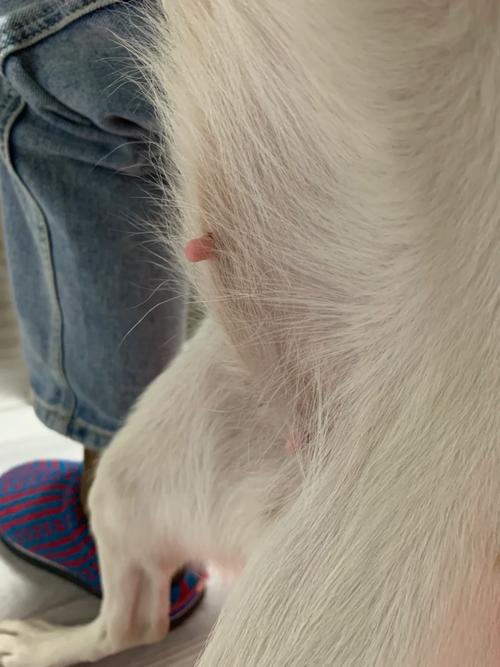 狗狗怀孕的征兆,狗狗怀孕征兆有哪些表现-第5张图片-后鲨宠物 狗狗怀孕的征兆,狗狗怀孕征兆有哪些表现-第5张图片-后鲨宠物