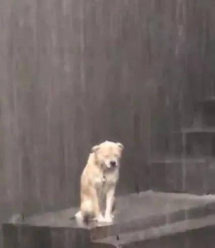 狗狗淋雨了会怎么样,狗狗淋雨了会怎么样图片-第5张图片-后鲨宠物 狗狗淋雨了会怎么样,狗狗淋雨了会怎么样图片-第5张图片-后鲨宠物