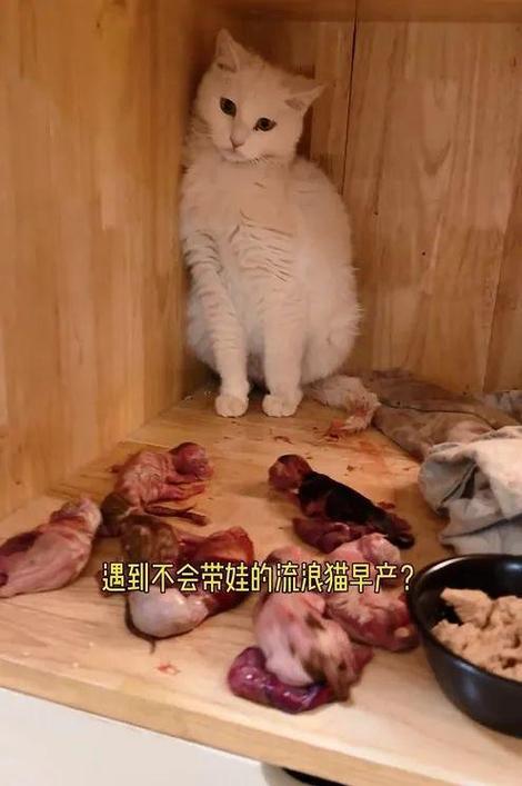 产后猫咪吃什么比较好_产后猫咪吃什么比较好消化-第5张图片-后鲨宠物