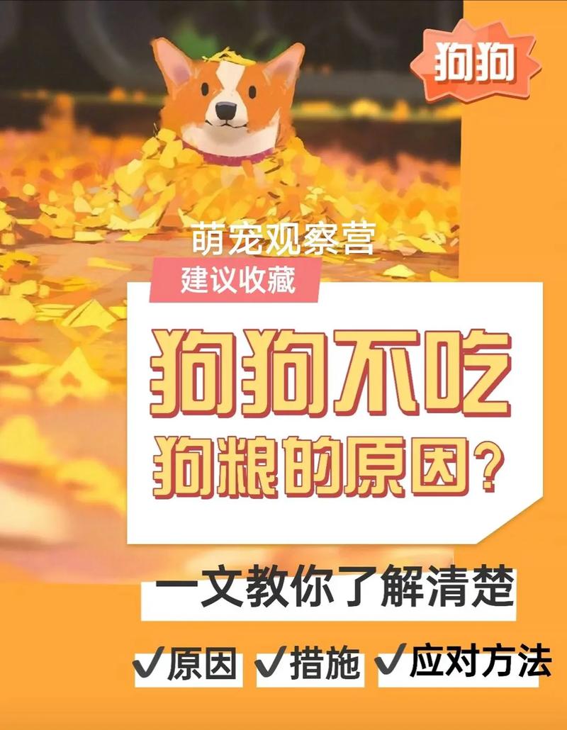 狗狗不吃狗粮了怎么办,狗狗不吃狗粮怎么办光想吃肉怎么回事?-第1张图片-后鲨宠物 狗狗不吃狗粮了怎么办,狗狗不吃狗粮怎么办光想吃肉怎么回事?-第1张图片-后鲨宠物