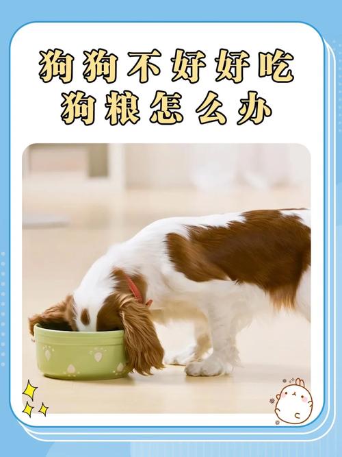 狗狗不吃狗粮了怎么办,狗狗不吃狗粮怎么办光想吃肉怎么回事?-第3张图片-后鲨宠物 狗狗不吃狗粮了怎么办,狗狗不吃狗粮怎么办光想吃肉怎么回事?-第3张图片-后鲨宠物