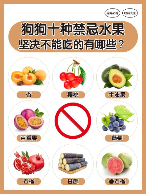 狗狗吃樱桃会中毒吗,狗狗吃樱桃中毒症状?-第5张图片-后鲨宠物 狗狗吃樱桃会中毒吗,狗狗吃樱桃中毒症状?-第5张图片-后鲨宠物