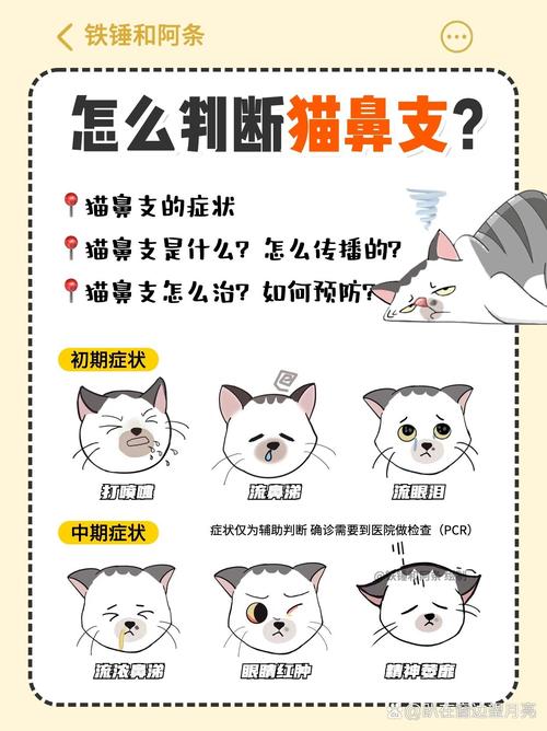 猫咪流泪打喷嚏_猫咪流泪打喷嚏但是精神很好