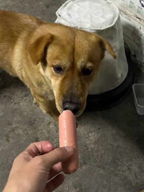 狗狗可以吃香肠吗,狗狗可以吃香肠吗为什么-第3张图片-后鲨宠物 狗狗可以吃香肠吗,狗狗可以吃香肠吗为什么-第3张图片-后鲨宠物