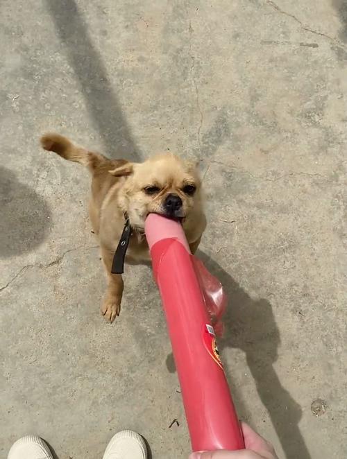 狗狗可以吃香肠吗,狗狗可以吃香肠吗为什么-第5张图片-后鲨宠物 狗狗可以吃香肠吗,狗狗可以吃香肠吗为什么-第5张图片-后鲨宠物