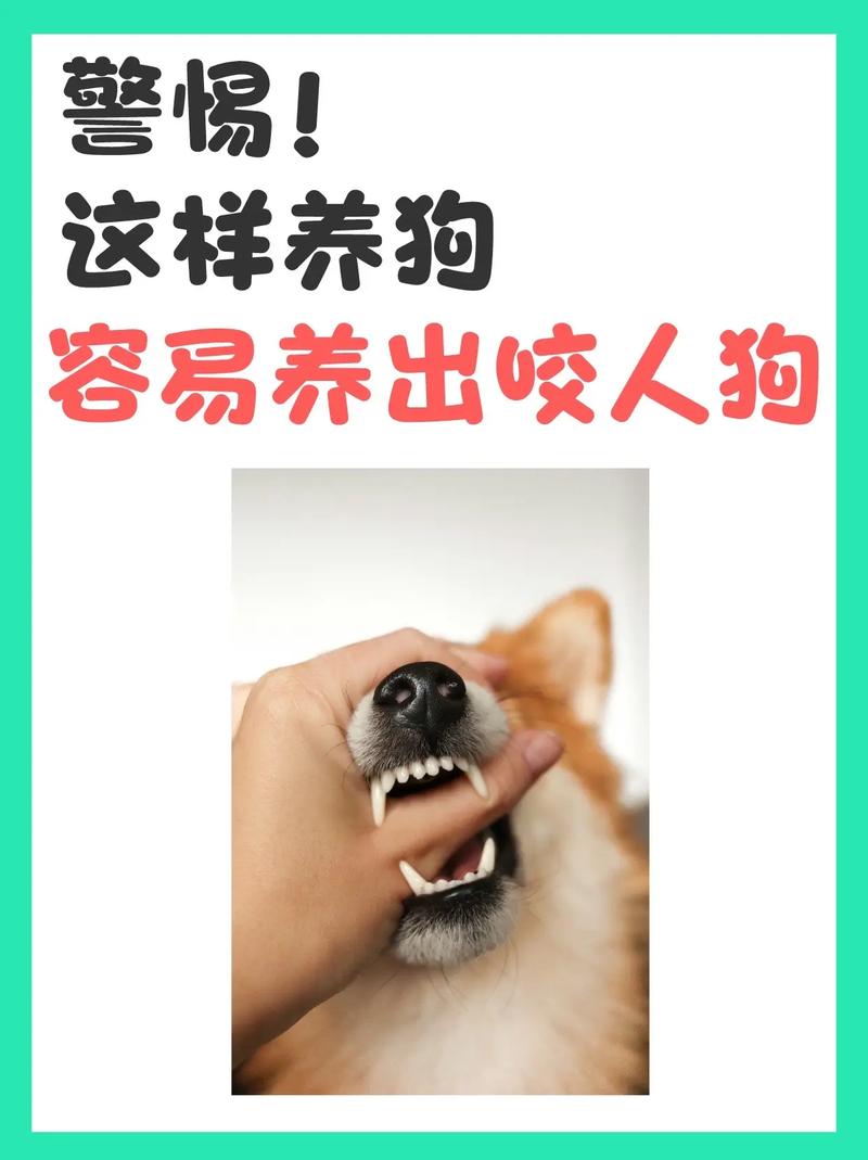 狗狗不愿意洗澡怎么办,狗狗不愿意洗澡怎么办呀-第1张图片-后鲨宠物 狗狗不愿意洗澡怎么办,狗狗不愿意洗澡怎么办呀-第1张图片-后鲨宠物