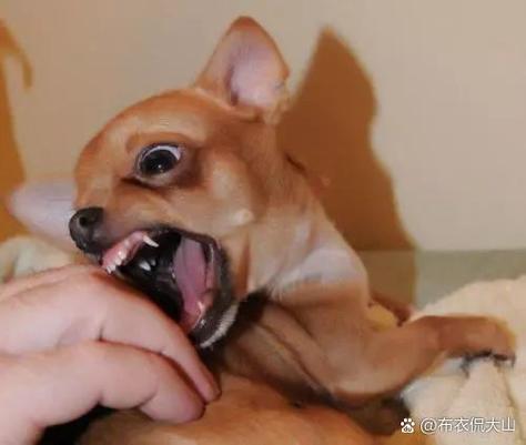 狗狗不愿意洗澡怎么办,狗狗不愿意洗澡怎么办呀-第4张图片-后鲨宠物 狗狗不愿意洗澡怎么办,狗狗不愿意洗澡怎么办呀-第4张图片-后鲨宠物