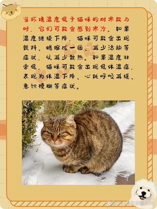 多少度猫咪会觉得冷,家猫多少度会感觉冷-第2张图片-后鲨宠物 多少度猫咪会觉得冷,家猫多少度会感觉冷-第2张图片-后鲨宠物