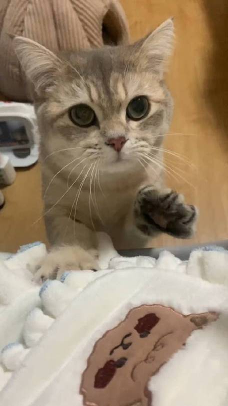 多少度猫咪会觉得冷,家猫多少度会感觉冷-第3张图片-后鲨宠物 多少度猫咪会觉得冷,家猫多少度会感觉冷-第3张图片-后鲨宠物