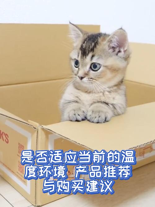 多少度猫咪会觉得冷,家猫多少度会感觉冷-第4张图片-后鲨宠物 多少度猫咪会觉得冷,家猫多少度会感觉冷-第4张图片-后鲨宠物